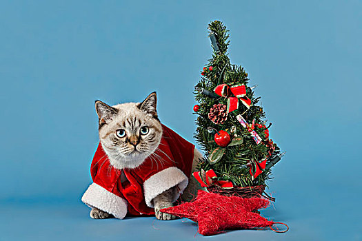 英国短毛猫,猫,圣诞节,服饰,圣诞树