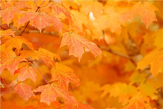 橙色,枫树,秋叶