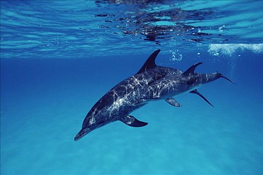 大西洋点斑原海豚,花斑原海豚,雌性,巴哈马