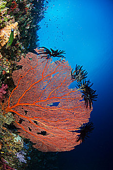 海扇,柳珊瑚虫,毛头星,海百合纲,彩虹,礁石,斐济