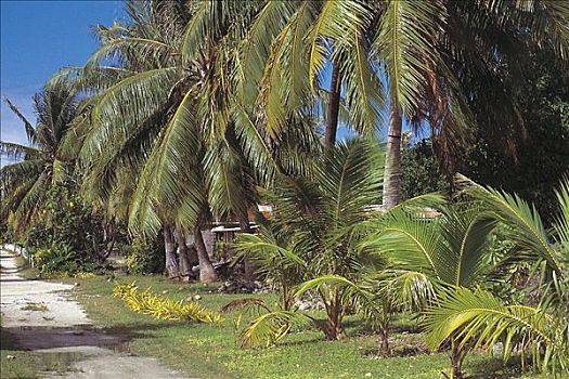 棕榈树,岛屿,朗日劳阿岛,太平洋,南海