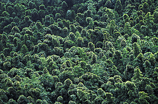 热带森林,茂盛,树,夏威夷