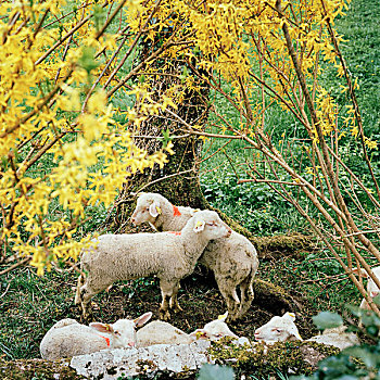 绵羊,春天
