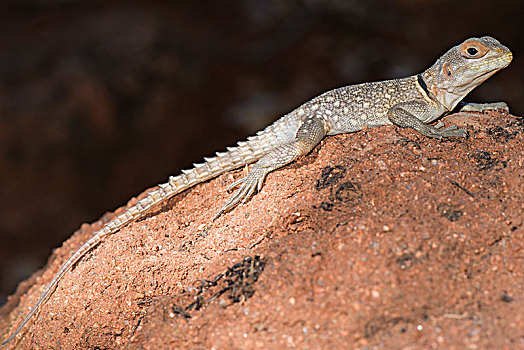 马达加斯加,鬣蜥蜴,非洲