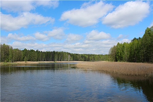 风景,美景,湖,树林