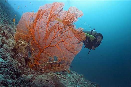 潜水,后面,柳珊瑚虫