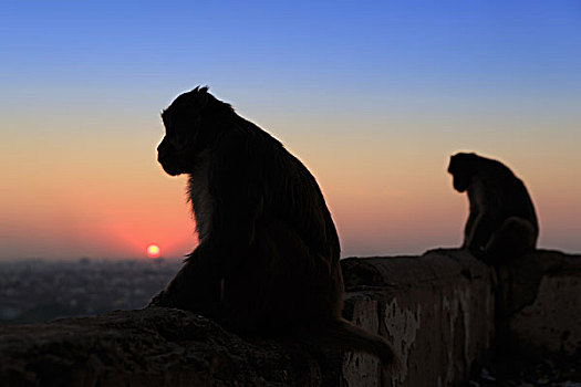 剪影,两个,猴子,坐,墙壁,日落,斋浦尔,拉贾斯坦邦,印度,亚洲