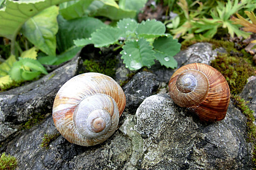 两个,蜗牛,壳,石头