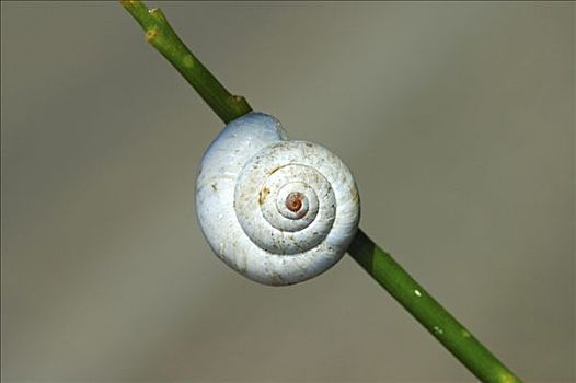白色,蜗牛壳