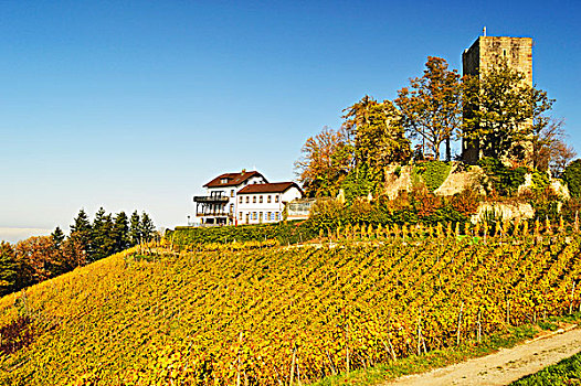 城堡,巴登,葡萄酒,路线,巴登符腾堡,德国