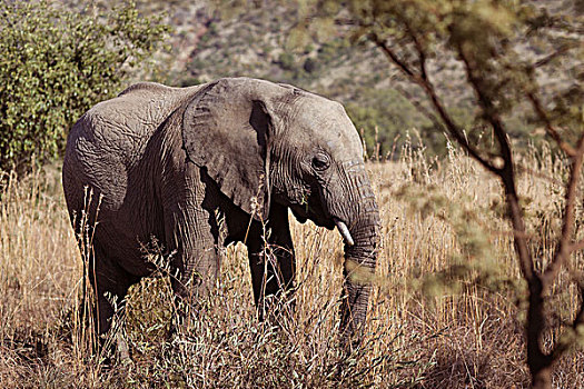 大象,放牧,非洲,朴素,南非