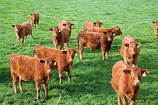 母牛,山谷,北岛,新西兰