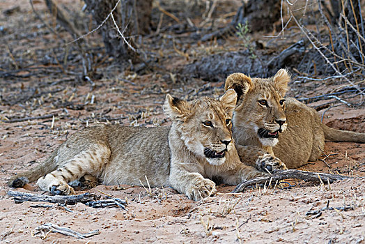 非洲狮,狮子,两个,幼兽,躺着,沙子,黄昏,卡拉哈迪大羚羊国家公园,北开普,南非,非洲