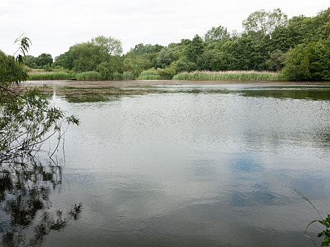 乡野,湖,场景,夏天,英格兰,英国