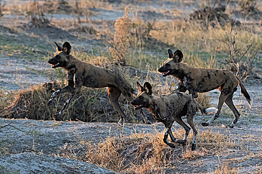 群,非洲野狗,非洲野犬属,萨维提,乔贝国家公园,博茨瓦纳,非洲