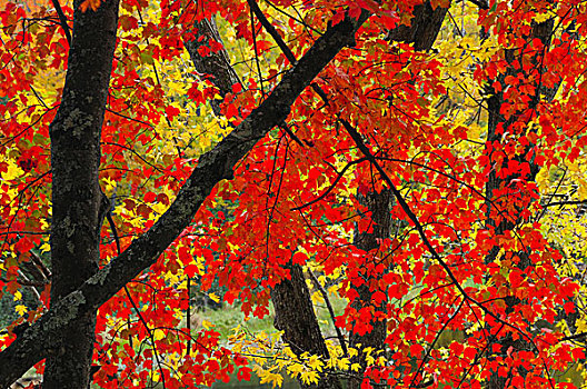 红枫,特写,州立公园,缅因,美国