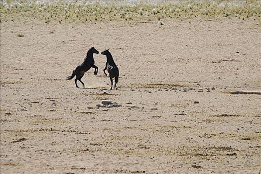 争斗,野马,纳米布沙漠,纳米比亚