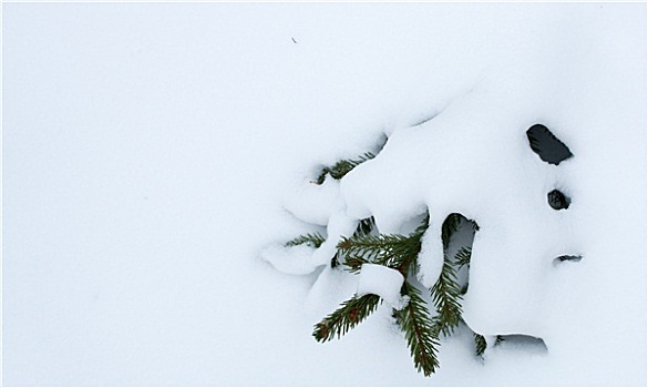 云杉,枝条,遮盖,雪