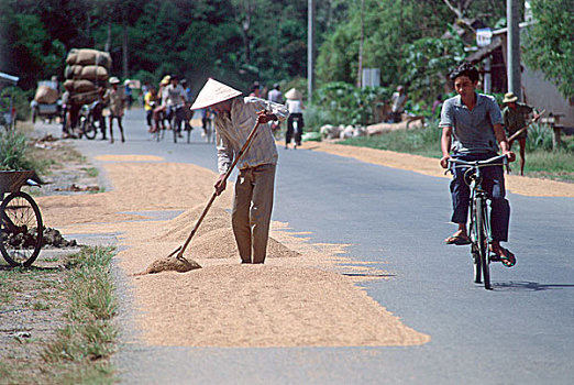越南,湄公河三角洲,女人,弄干,稻米,公路