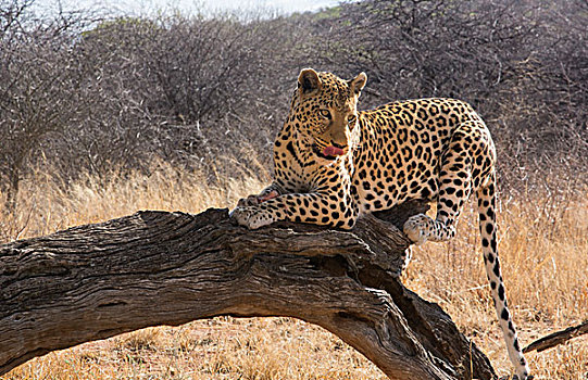 纳米比亚,野生,豹,自然保护区,灌木,露营,局部,帮助,动物