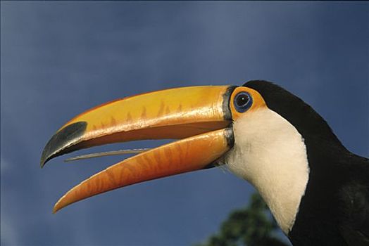 托哥巨嘴鸟,肖像,潘塔纳尔生态系统,巴西
