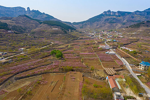 航拍山区桃花