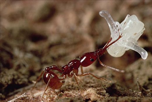 蚂蚁,工作,蛹,半透明,手臂,下颚,哥斯达黎加