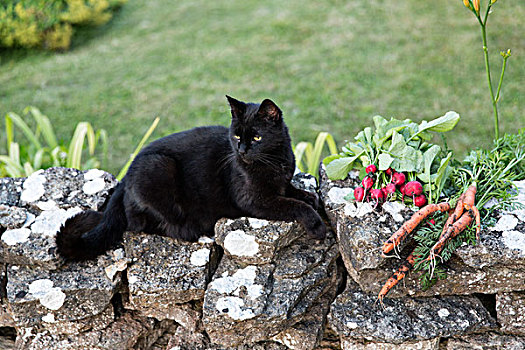 猫,石墙