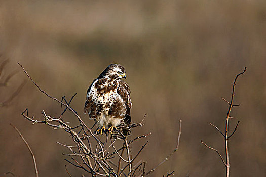 常见兀鹰,鵟,自然保护区,弗莱福兰,荷兰