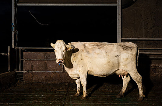 白色,母牛,畜栏,夜晚,现代,乳牛场,弗里斯兰省,荷兰