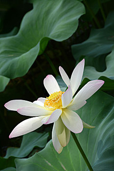 荷花,lotus,莲花,水芙蓉,藕花,芙蕖,白荷花,白花,中国