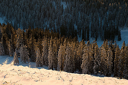 冬日树林,山,湖,巴伐利亚阿尔卑斯山,上巴伐利亚,巴伐利亚,德国