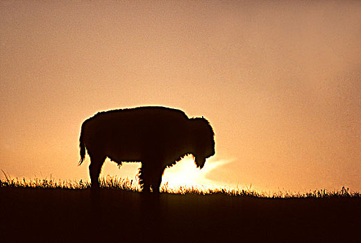 幼小,公牛,野牛,蒙大拿,美国