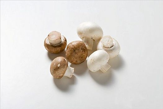 白色,草菇,栗子菇