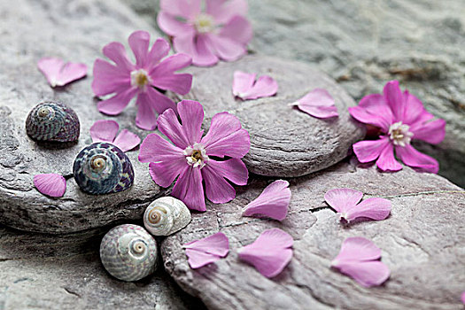 粉色,花,蜗牛,房子