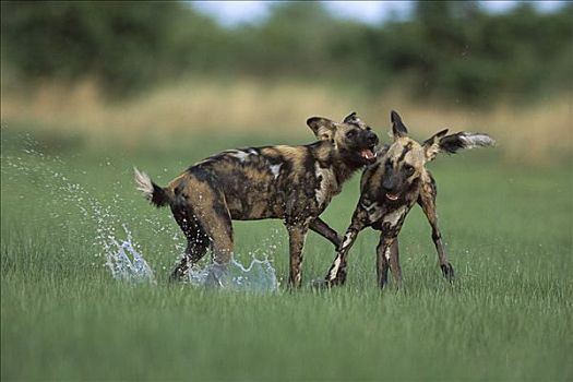 非洲野狗,非洲野犬属,一对,玩,乔贝国家公园,博茨瓦纳