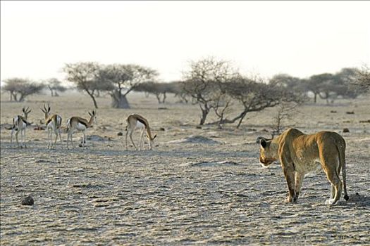 雌狮,狮子,安静,猎捕,跳羚,博茨瓦纳,非洲