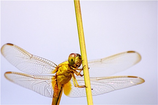 头像,蜻蜓,黄色