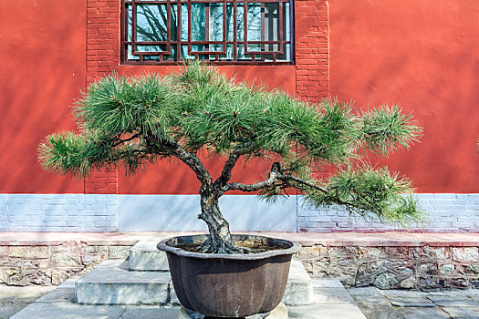 红色庙墙前的松树盆景,中国山东省泰安市岱庙盆景园