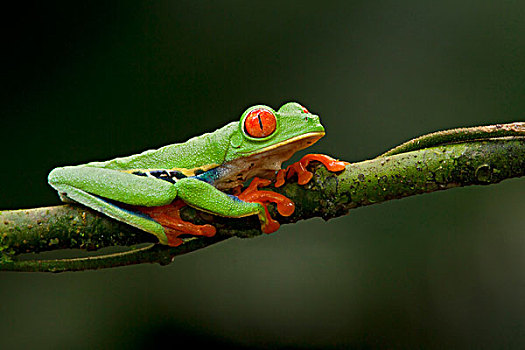 红眼树蛙,栖息,枝条,哥斯达黎加