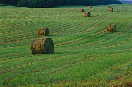 干草包,地点,艾伯塔省,加拿大