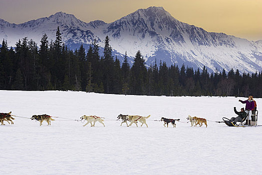 引导,狗,旅游,驼鹿,草地,胜地,靠近,阿拉斯加