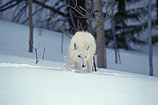 北极狼,狼,成年,走,阿拉斯加