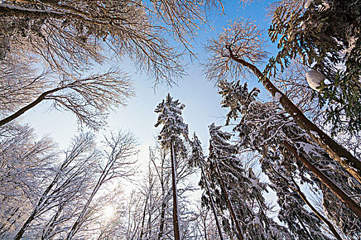 山林,冬天,萨尔茨堡州,奥地利