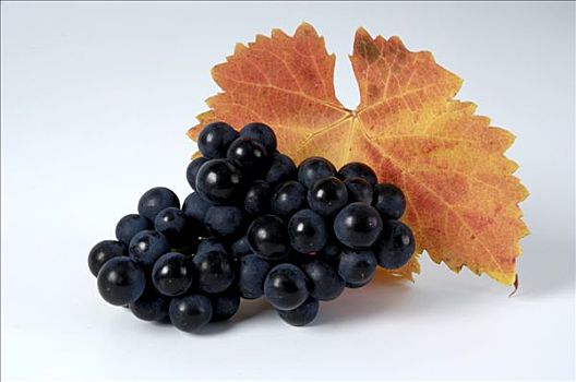 黑葡萄,品种,叶子
