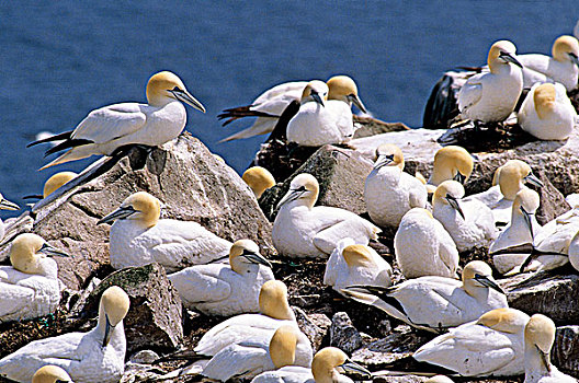 生物群,北方,塘鹅,憨鲣鸟,岬角,纽芬兰,加拿大