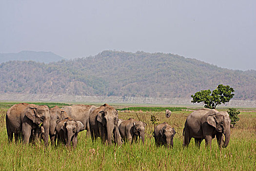 印度,亚洲象,大草原,国家公园