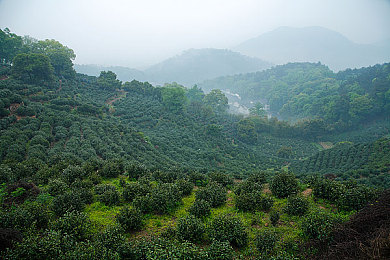 茶樹圖片
