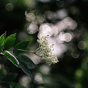 花,接骨木,夏天,太阳