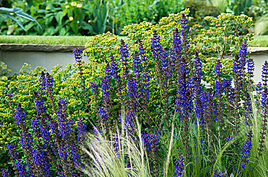花坛,紫罗兰,鼠尾草,创作,鲜明,对比,尖锐,绿叶,后面